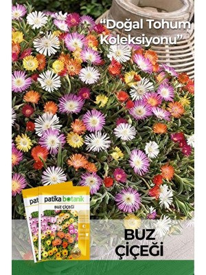 Patika Botanik 50 Adet Buz Çiçeği Tohumu