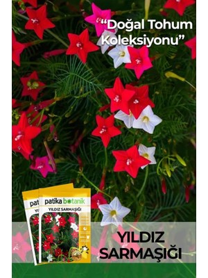 Patika Botanik 5 Adet Yıldız Sarmaşığı Çiçek Tohumu
