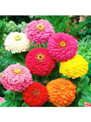 Delixa Dashing Look 10 Adet Karışık Renkli Zinnia Çiçek Tohumu TH-THMCMTHM507