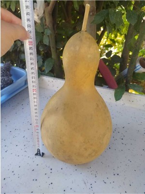 Empressco Su Kabağı Büyük Boy Lamba Yapına Uygun Ham Şekilde