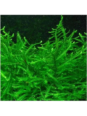 Renas Store Vesicularia Dubyana Java Moss 10X10CM Canlı Bitki