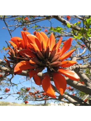 Evvebahçe Erythrina Caffra Mercan Ağacı Tohumu (3 Tohum)