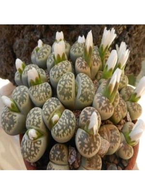 TUX Dashing Look Lithops Karasmontana Ssp Bella Sukulent Tohumu TH-DSHNGLOOKTHM029