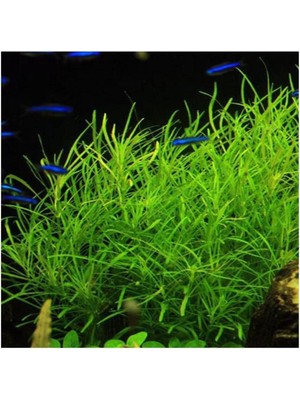 Uravas Store Pogostemon Octopus Saksı Canlı Bitki TR-P287