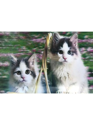 Renas Store 5d Elmas Boyama Sevimli Kediler Ikili Kedi Resmi Tablosu 40X60 cm