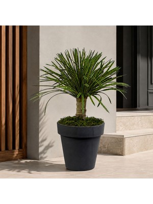 Dekorsende Yapay Yucca Filamentosa Ağaç Sarı Yeşil 65 cm