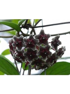 Mum Çiçeği (Siyah) Renk Kokulu Hoya Carnosa Black Ev Ofis Salon Bitkisi., BTS05032025BYB19