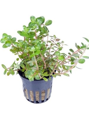 Rotala Rotundifolia Saksı Canlı Bitki