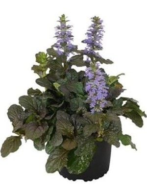 Odea Saksılı Yüksük Otu, 10-20 cm Boyunda Bahçe Bitkisi