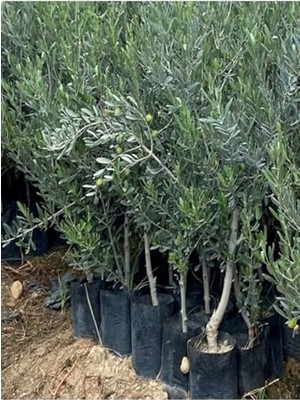 Odea Videolu Gemlik Zeytin Fidanı Fidesi 1 Adet 1. Kalite 80-150 cm Saksılıtüplü (Olive Sapling)