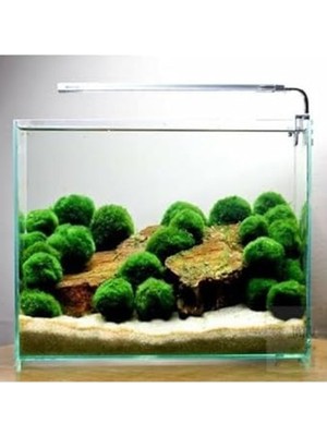 Odea Canlı Bitki Marimo Moss Ball, Dekoratif ve Doğal Bitki Seçeneği