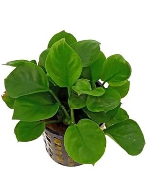 Odea Anubias Barteri Round Golden Coin 5-6 Yapraklı Canlı Bitki