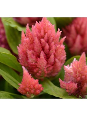 Odea Horoz Ibiği Tohumu (Tüy Uzun Boylu) - Pembe Renkli - 40 Tohum
