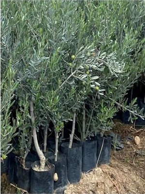 Odea Videolu Gemlik Zeytin Fidanı Fidesi 1 Adet 1. Kalite 80-150 cm Saksılıtüplü (Olive Sapling)