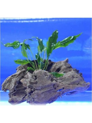 Asitan Anubias Minima Canlı Bitki