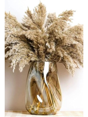 Asitan Alyones 10 Adet Kurutulmuş Pampas Otu, 100 cm Boyunda Pampa Otu Görkemli Otu Kabarık Pampas Otu