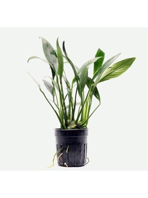 Asitan Anubias Congensis 5-6 Yapraklı Kök Canlı Bitki