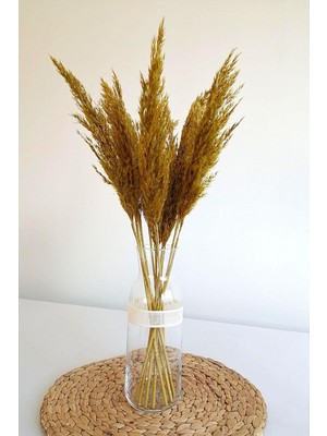 Asitan Alyones 8'li Büyük Demet Pampas Sarı 100CM Boyunda