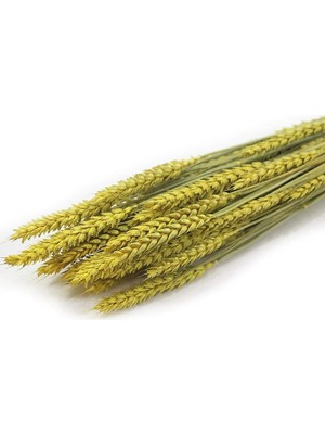 Asitan Kuru Çiçek Renkli Başak Buketi Sarı