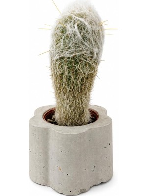 Asitan Zevli Ateliera® El Yapımı Beton Saksı + Canlı Sukulent & Kaktüs Koleksiyonu (Gri, Geo, Cephal