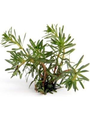 Asitan Rotala Wallichi In Vitro Canlı Bitki