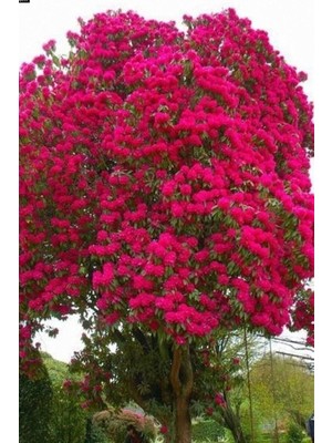 Asitan Kırmızı Oya Ağacı Fidanı 1. Kalite 70 cm - 1 Metre