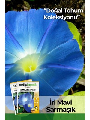 Asitan Patika Botanik 30 Adet Iri Mavi Sarmaşık Çiçek Tohumu