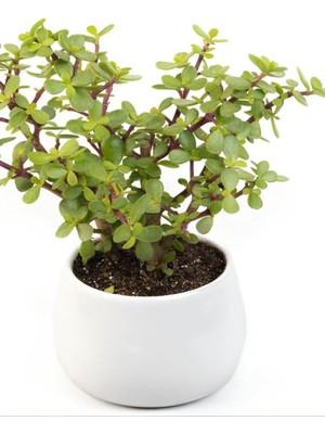 Asitan Para Yeşim Çiçeği, 20-30 Cm, Saksılı, Bonsai Yapımına Uygun, Ofis Çiçeği