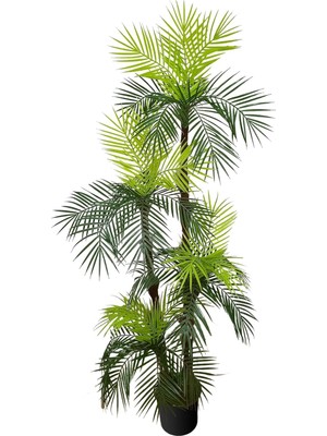 Asitan Areka Yapay Ağaç 4 Gövde 4 Baş 170CM Lifli, Saksılı