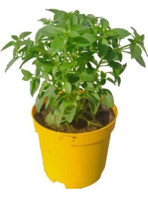 Asitan Yoğun Kokulu Fesleğen Çiçeği 1 Adet Saksılı (5-10 Cm), SRD03022025BYB961