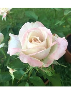Asitan Ideapazar Tüplü Zeliha Pembe Beyaz Renkli Yediveren Gül Fidanı