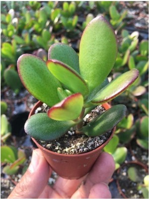 Asitan Para Ağacı - Şans Getiren Kaktüs Sukulent - Crassula Ovata - Para Çiçeği Ev Bitkisi