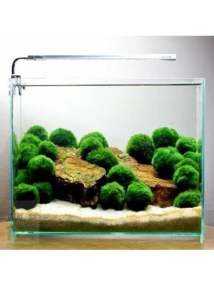 Asitan Ithal Bitki Marimo Moss Ball 2-3cm Yosun Topu Canlı Bitki KOPY1-951512