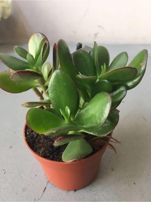 Asitan Crassula Şans Para Çiçeği (Zenginlik Çiçeği) 25-30CM