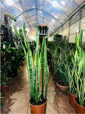 Asitan Kılıç Çiçeği Paşa Kılıcı Sansevaria Ev Bitkisi Ofis Bitki Salon Bitkisi 40-50 cm