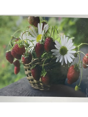Asitan 5d Yapışan Boncuk Goblen 30 x 40 cm Mozaik Tablo Pano 60291