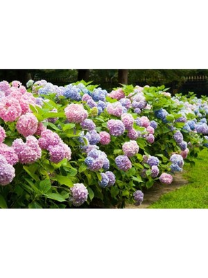Asitan Ortanca Fidanı, 3 Adet, 40-60 Cm, Saksıda