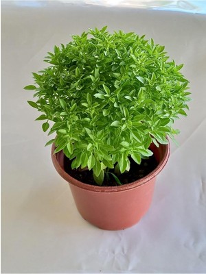 Asitan Saksıda Kokulu Canlı Fesleğen, BTSR586