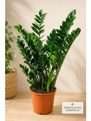 Asitan Bitkidunyam Zamia Zamioculcas Zamiifolia Iç Mekan Bitkisi