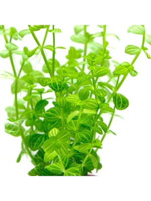 Uravas Store Lindernia Rotundifolia In Vitro Canlı Bitki