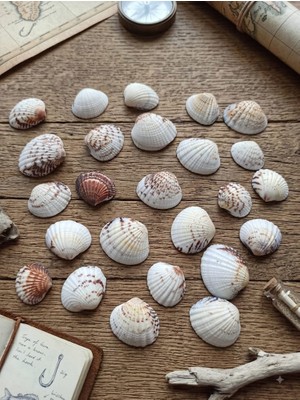 Hureggo 25 Adet Civarı Doğal Akivades Deniz Kabuğu Seti - 3 cm Hobi ve Dekorasyon Malzemesi