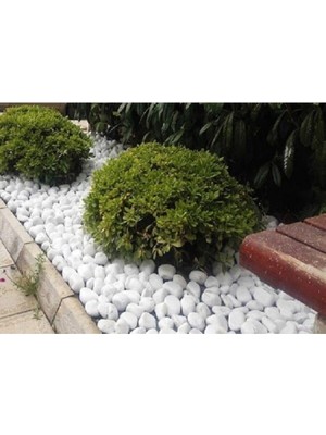 Asitan Beyaz Dolomit Taş 25 kg 4-6 cm Dekoratif Taş Bahçe Süs Taşı Loche