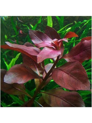Ludwigia Repens Rubin Saksı- Canlı Bitki