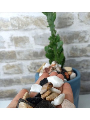 Asenya Renkli Çakıl Taşı 3 kg 1-2 cm Saksı Dibi Teraryum Saksı Süs Vazo Dibi Dekoratif Dolomi