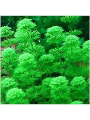 Aydogan's Limnophila Heterophylla Saksı- Canlı Bitki