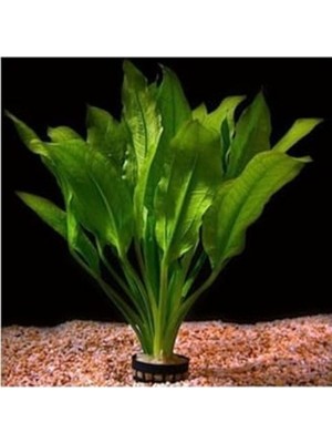 Aydogan's Canlı Echinodorus Icus Saksı Bitkisi, Akvaryum Için Uygun