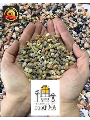 Aydogan's 250 Adet Gerçek Deniz Kabuğu Seti, 0,30-1,50 mm Boyutlarında