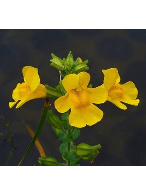 Aydogan's Sarı Mimulus Misk Çiçeği F1 Tohumu (30 Tohum)