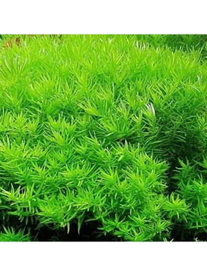 Ozka Concept Rotala Indica Green Saksı Bitki