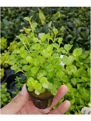 Ozka Concept Lysimachia Nummularia Green Saksı Bitki